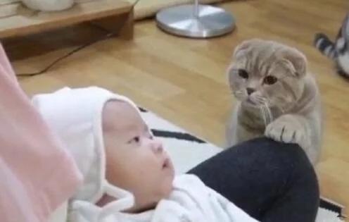 女主人把才出生不久的小婴儿抱给猫咪看,你猜家里猫咪是啥反应?休闲区蓝鸢梦想 - Www.slyday.coM 女主人把才出生不久的小婴儿抱给猫咪看,你猜家里猫咪是啥反应?休闲区蓝鸢梦想 - Www.slyday.coM