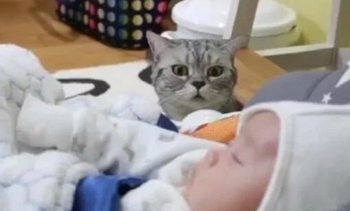 女主人把才出生不久的小婴儿抱给猫咪看,你猜家里猫咪是啥反应?休闲区蓝鸢梦想 - Www.slyday.coM 女主人把才出生不久的小婴儿抱给猫咪看,你猜家里猫咪是啥反应?休闲区蓝鸢梦想 - Www.slyday.coM