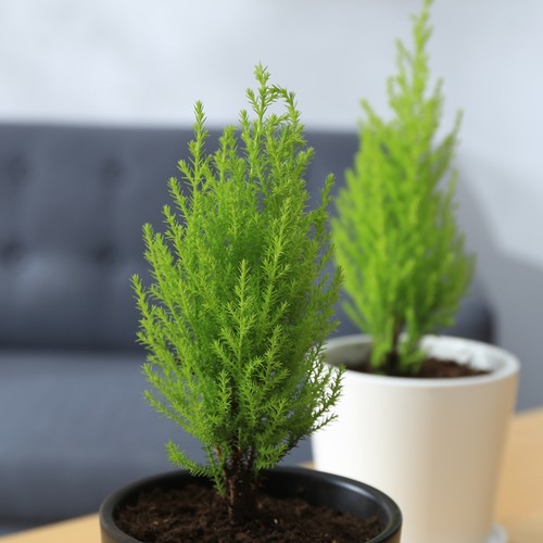 盆栽植物香松的养护方法