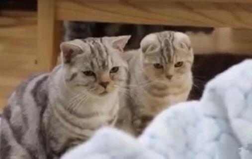 女主人把才出生不久的小婴儿抱给猫咪看,你猜家里猫咪是啥反应?休闲区蓝鸢梦想 - Www.slyday.coM 女主人把才出生不久的小婴儿抱给猫咪看,你猜家里猫咪是啥反应?休闲区蓝鸢梦想 - Www.slyday.coM