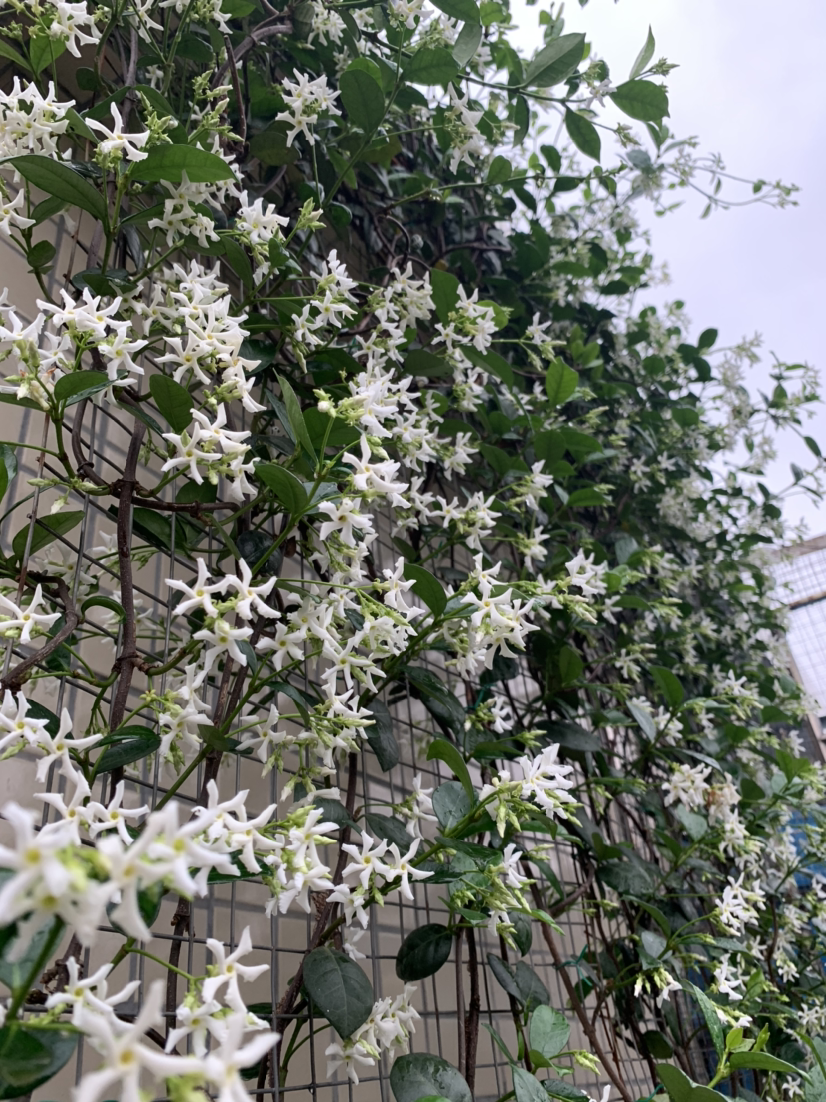 花墙中的爬藤高手开花像个风车原来叫做风车茉莉