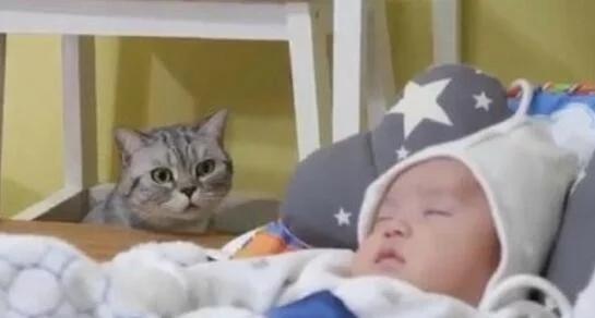 女主人把才出生不久的小婴儿抱给猫咪看,你猜家里猫咪是啥反应?休闲区蓝鸢梦想 - Www.slyday.coM 女主人把才出生不久的小婴儿抱给猫咪看,你猜家里猫咪是啥反应?休闲区蓝鸢梦想 - Www.slyday.coM