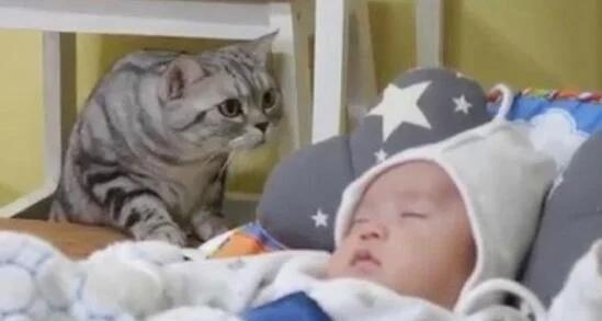 女主人把才出生不久的小婴儿抱给猫咪看,你猜家里猫咪是啥反应?休闲区蓝鸢梦想 - Www.slyday.coM 女主人把才出生不久的小婴儿抱给猫咪看,你猜家里猫咪是啥反应?休闲区蓝鸢梦想 - Www.slyday.coM