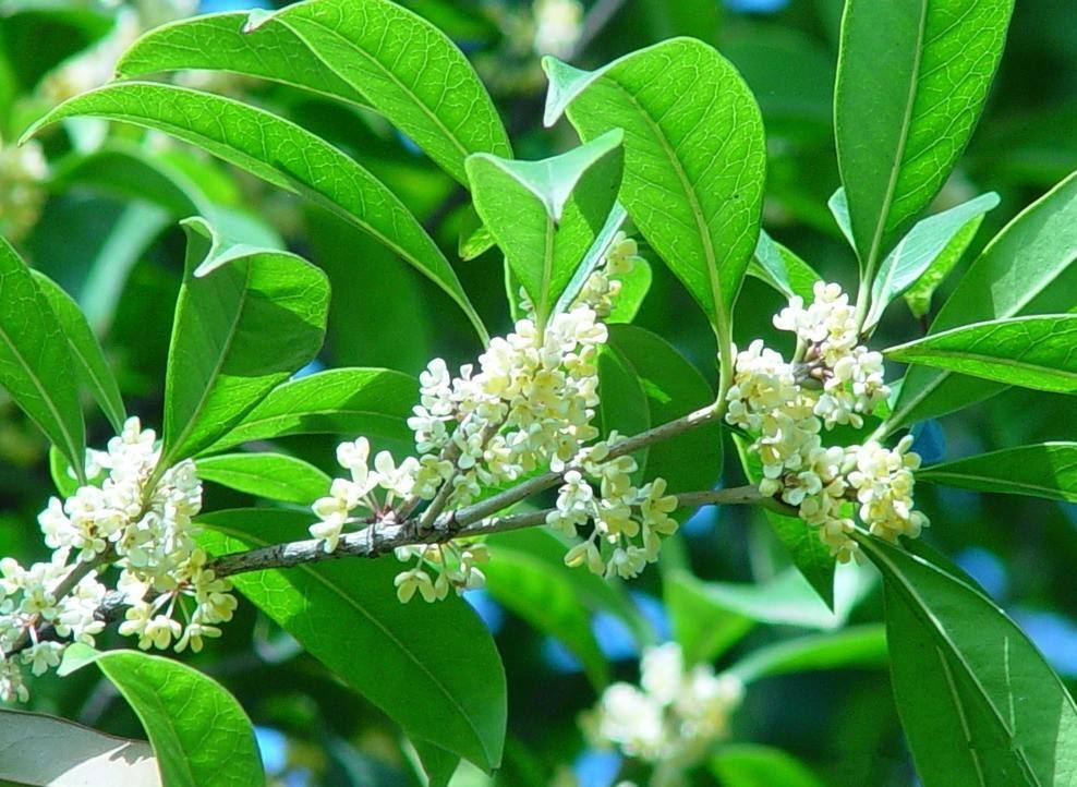 桂花树会结果