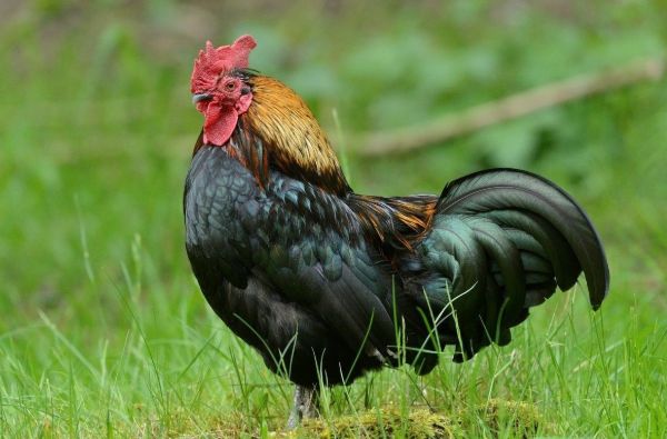 累一时,富半生:出生1969年的大金鸡,躲得了