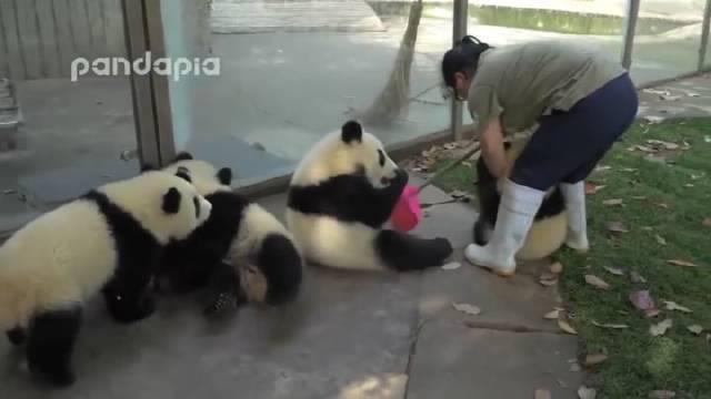 熊猫简直比自家孩子还难缠，每天斗智斗勇……