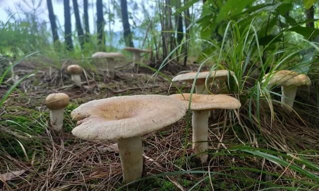 秋后雨水多肉蘑如雨后春笋有人在山下等着抢收