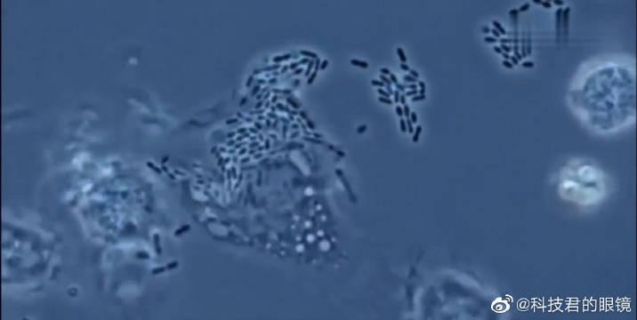显微镜下观察白细胞吞噬细菌的过程