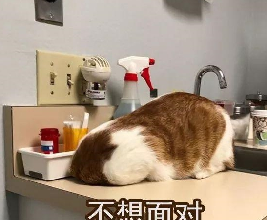 一秒变怂包当喵星人遇见宠物医生实在是太搞笑了