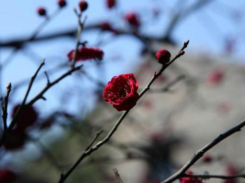 古诗 早梅是谁写的