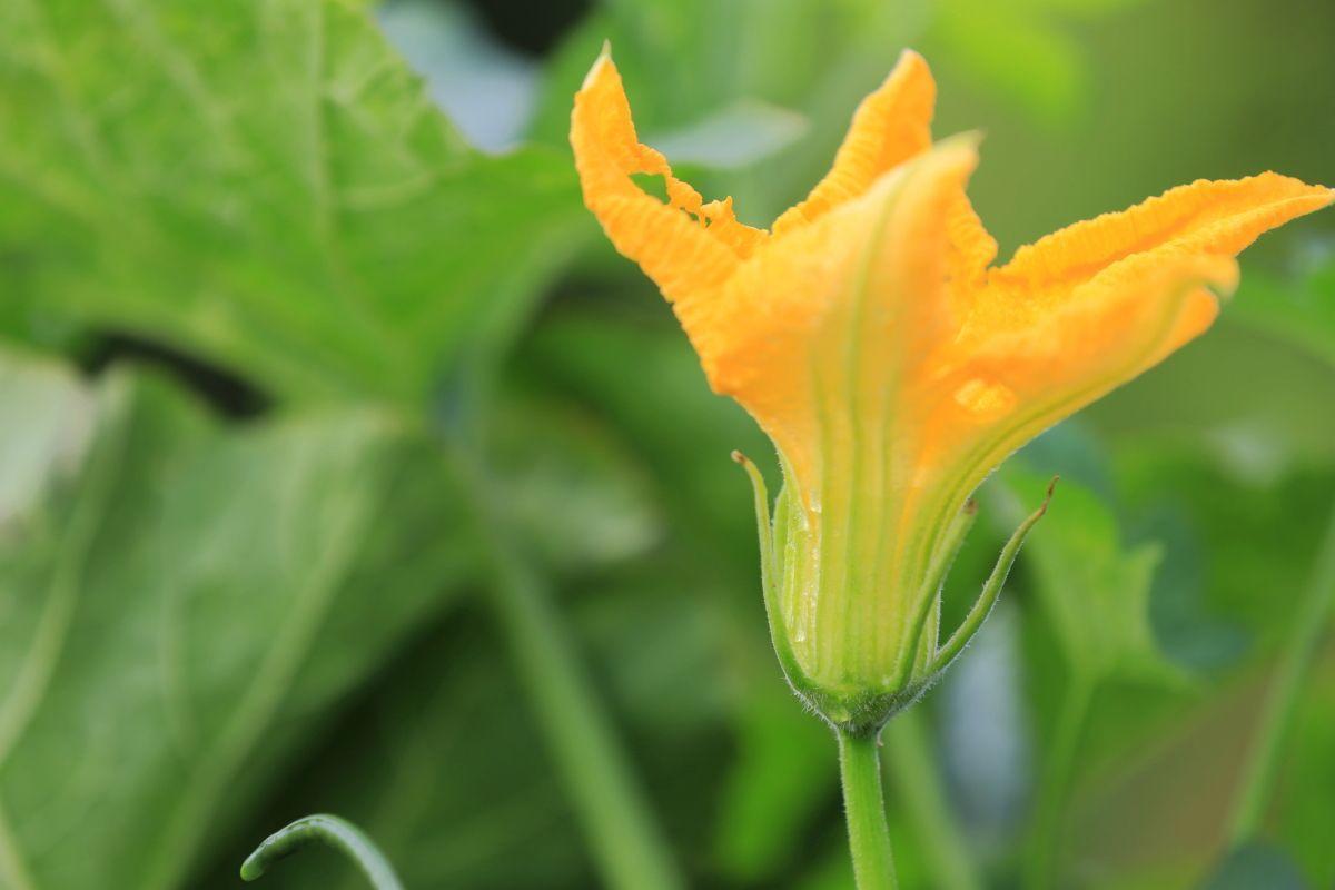 这3种蔬菜都吃过,养过的人却很少,其实它们比月季花还