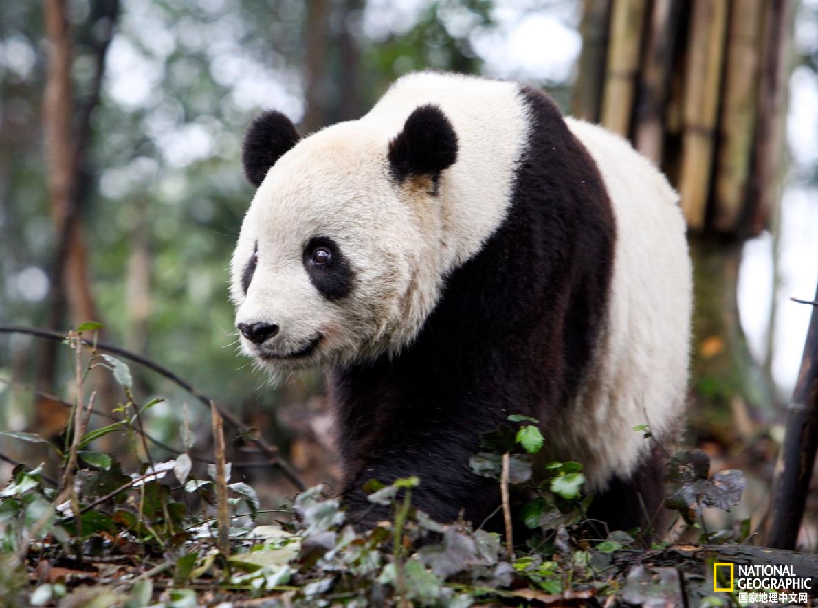 好消息！大熊猫美香顺利产下幼崽