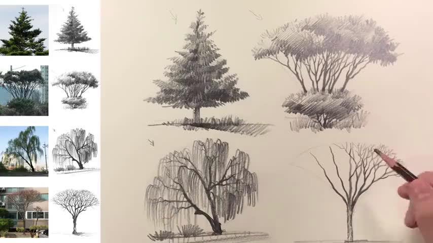 几种树木素描画法教程