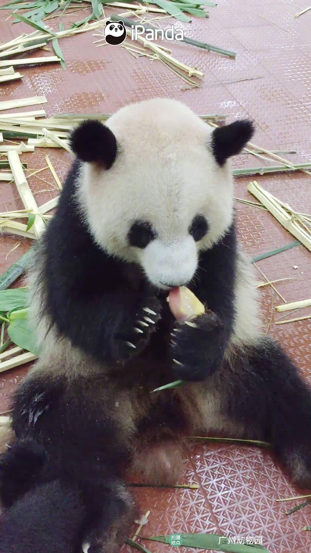 大熊猫吃竹子图片可爱壁纸图片-壁纸图片大全