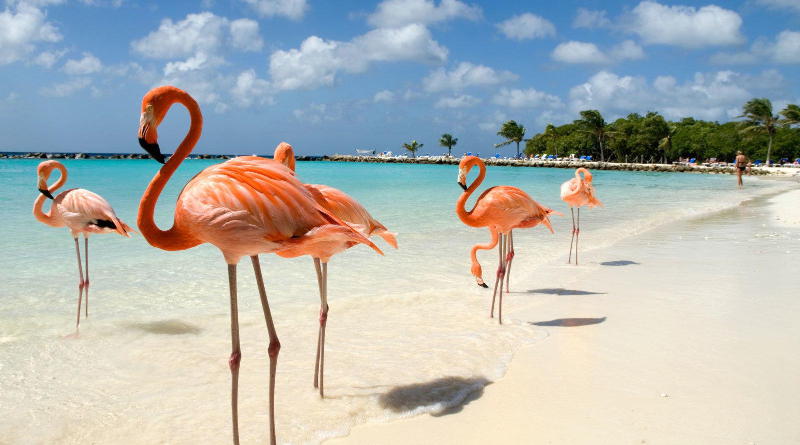 度假天堂的小岛，完美旅游胜地，还可以和火烈鸟互动！