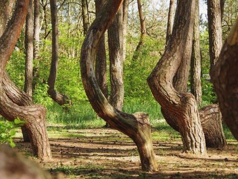 神奇的“弯腰”树林，所有树朝同一方向弯曲，专家都解释不了