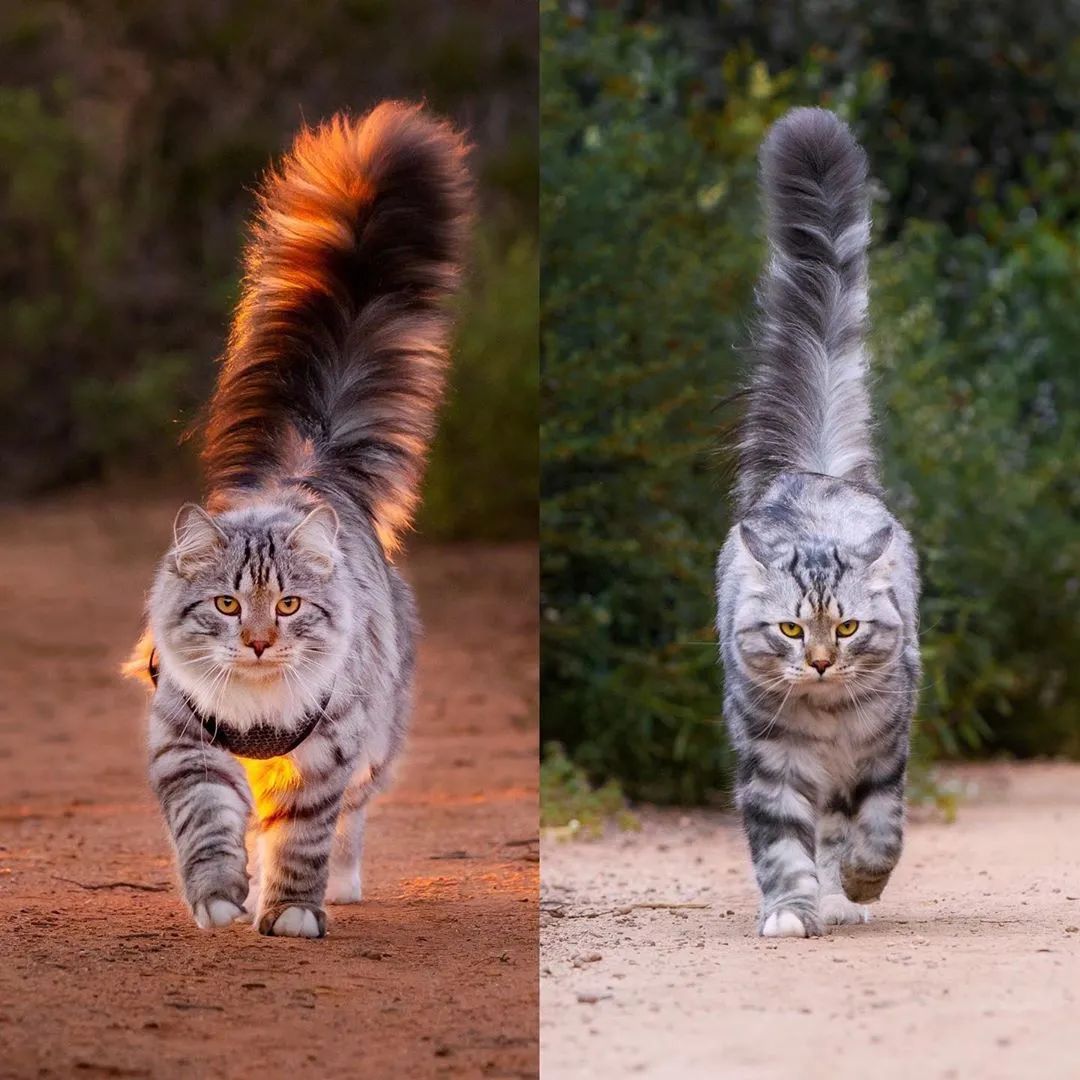 西伯利亚森林猫太霸气了,简直是行走的鸡毛掸子!