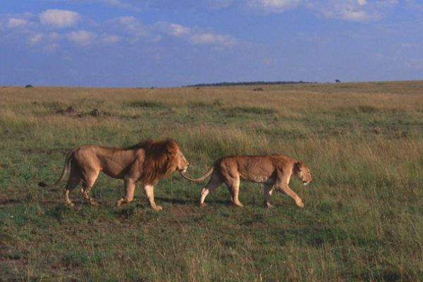 雄狮和母狮交配时，为何要咬住母狮的脖子，难道是害怕母狮逃跑？
