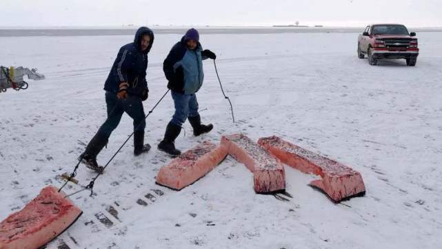 生活在北极地区的雅库特人，靠什么食物生存？看完让人佩服