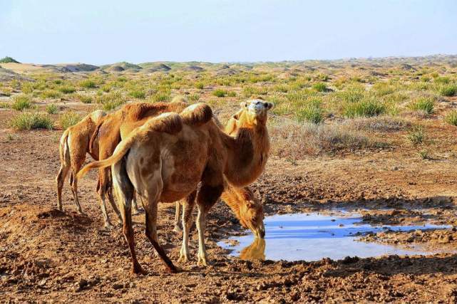 几周没喝水的骆驼，看见水后一口气喝了120公斤？这是什么操作
