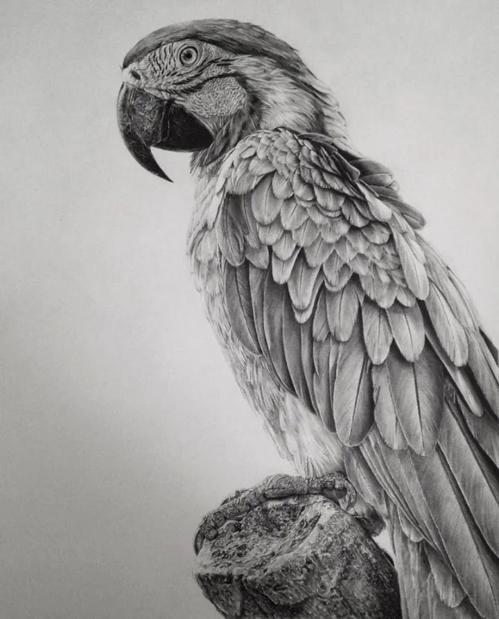雀斑都清晰可见她把素描画到极致看的人汗毛都竖了起来