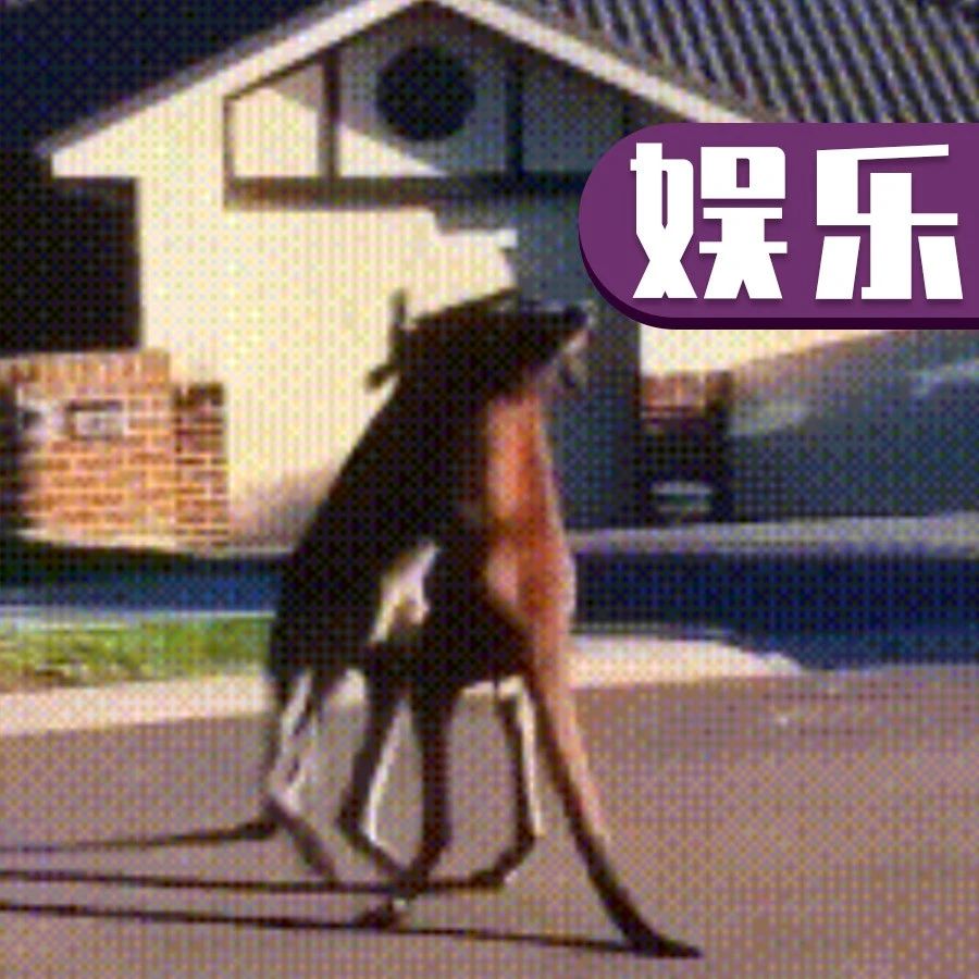 喂，保险公司吗？我被牛撞了！不是兰博基尼，就是牛！