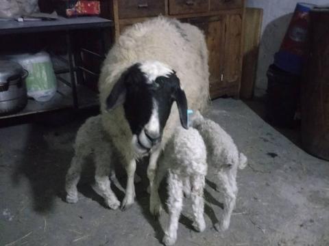 母羊一年下5个羔羊，饲养多胎多羔羊这5点要注意