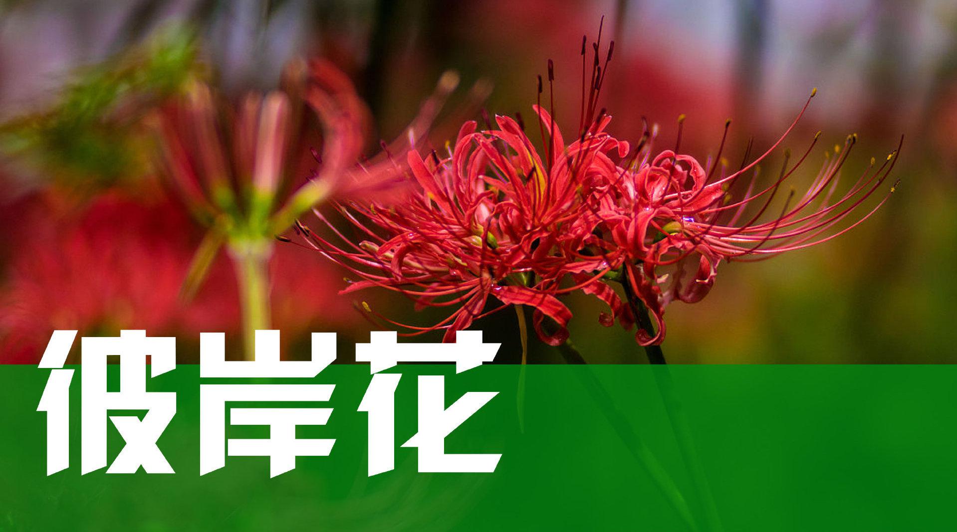 彼岸花，学名石蒜，有一个文艺的名字叫做曼珠沙华……