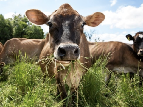 为什么只吃草的牛长得这么大？植被出奇地擅长创造大型动物