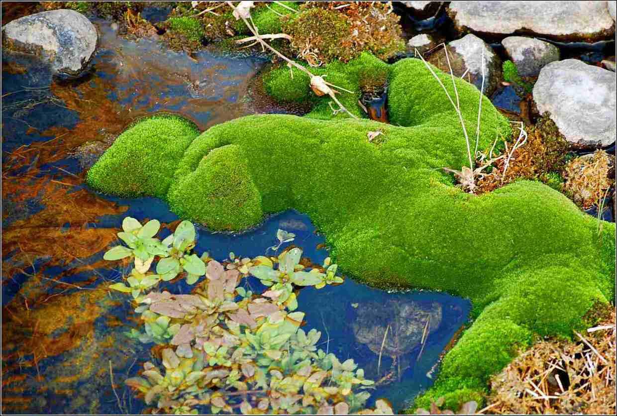 上山赏苔藓：日本人的古怪爱好背后...