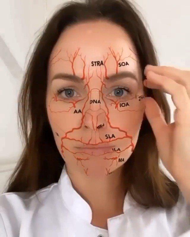 面部动脉血管分布