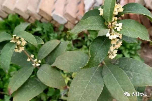 俗语 门前种三树 家兴旺三代 是哪三种树 难怪有钱人都种