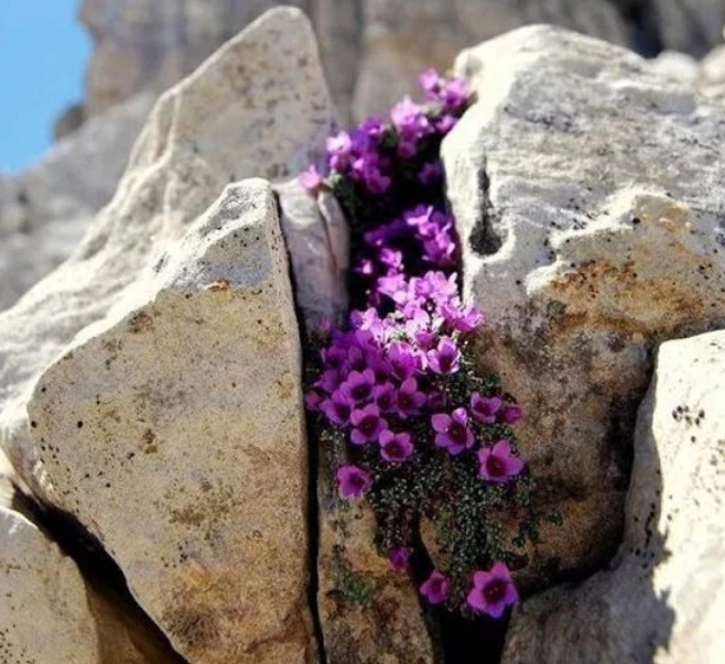 悬崖峭壁上的花,强悍的生命力,令人敬佩!