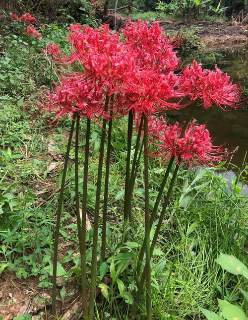 彼岸花比较有特点,它的花朵和叶子不会共存,因为在生长的初期会有很多