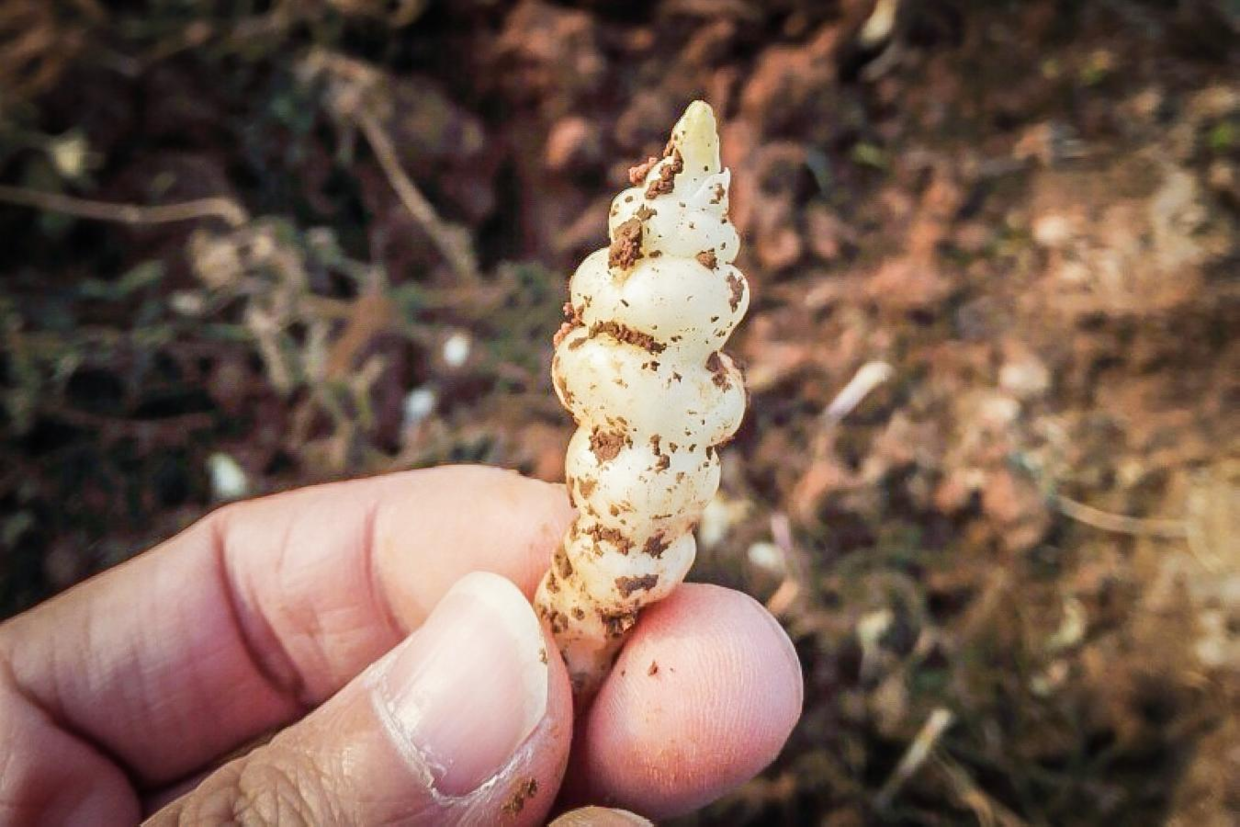 其实,地环这种菜,咱们平时吃的就是他的根茎,它是