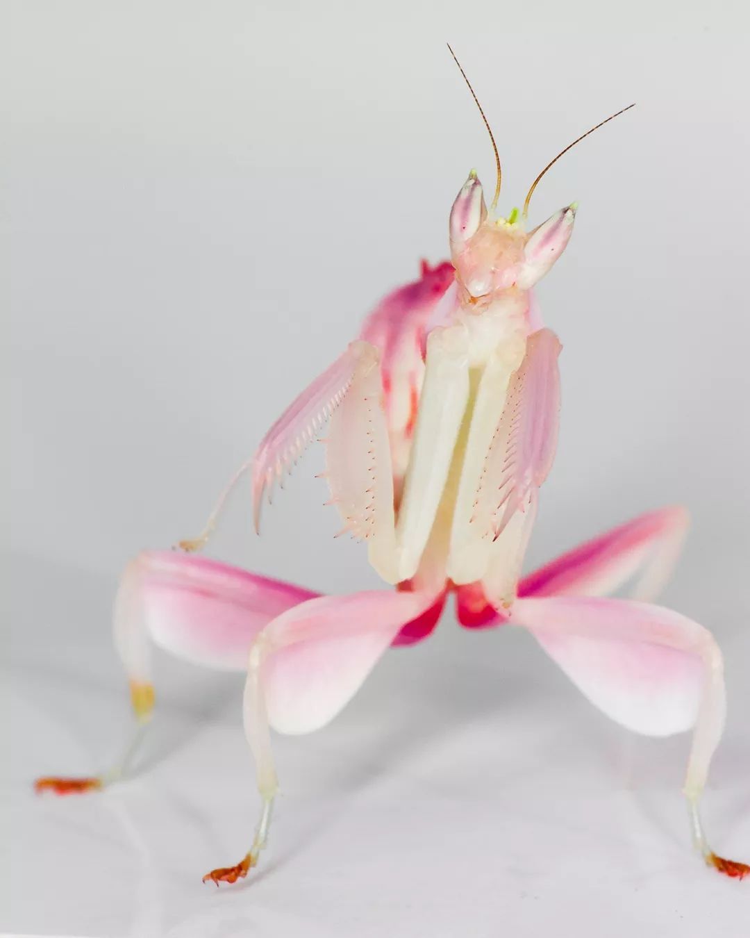 昆仑山螳螂人事件真相 1962年神秘生物是否存在