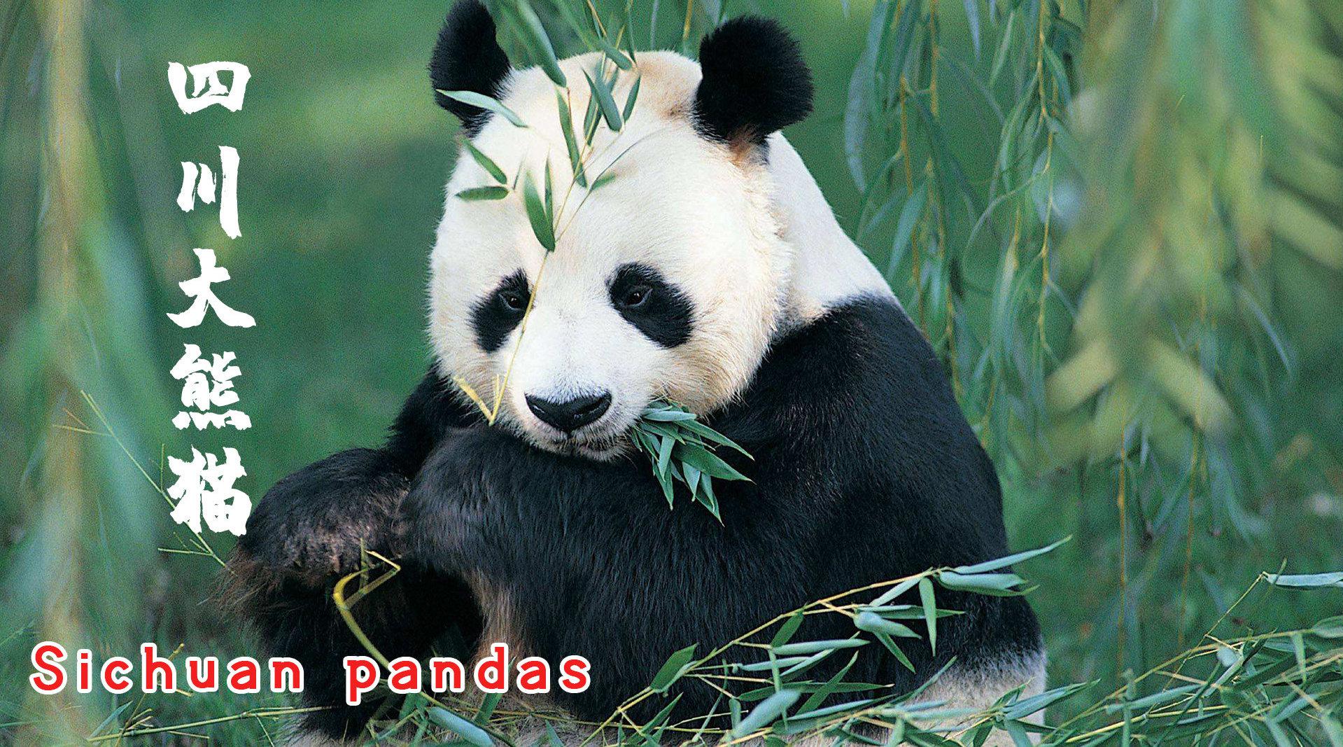 来中国看熊猫应该去哪儿？这篇视频教你玩转四川大熊猫