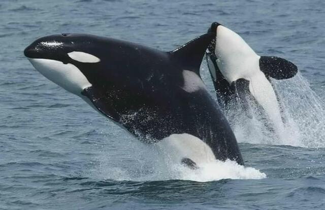 鲸是否基于自己的大脑进化出了属于它们自己的文化呢？...