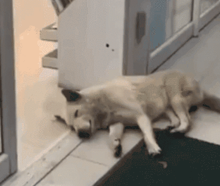 都说猪懒,抱歉,狗要懒起来还真没猪什么事