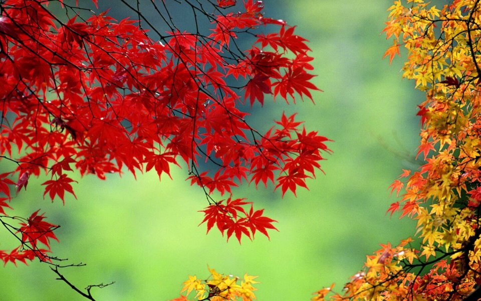 五彩斑斓的秋 秋天的枫叶变得火红,还有红黄渐变的秋叶,在绿色的背景