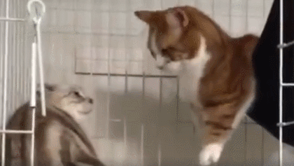 07 小短腿:我打,诶诶,够不到?好尴尬