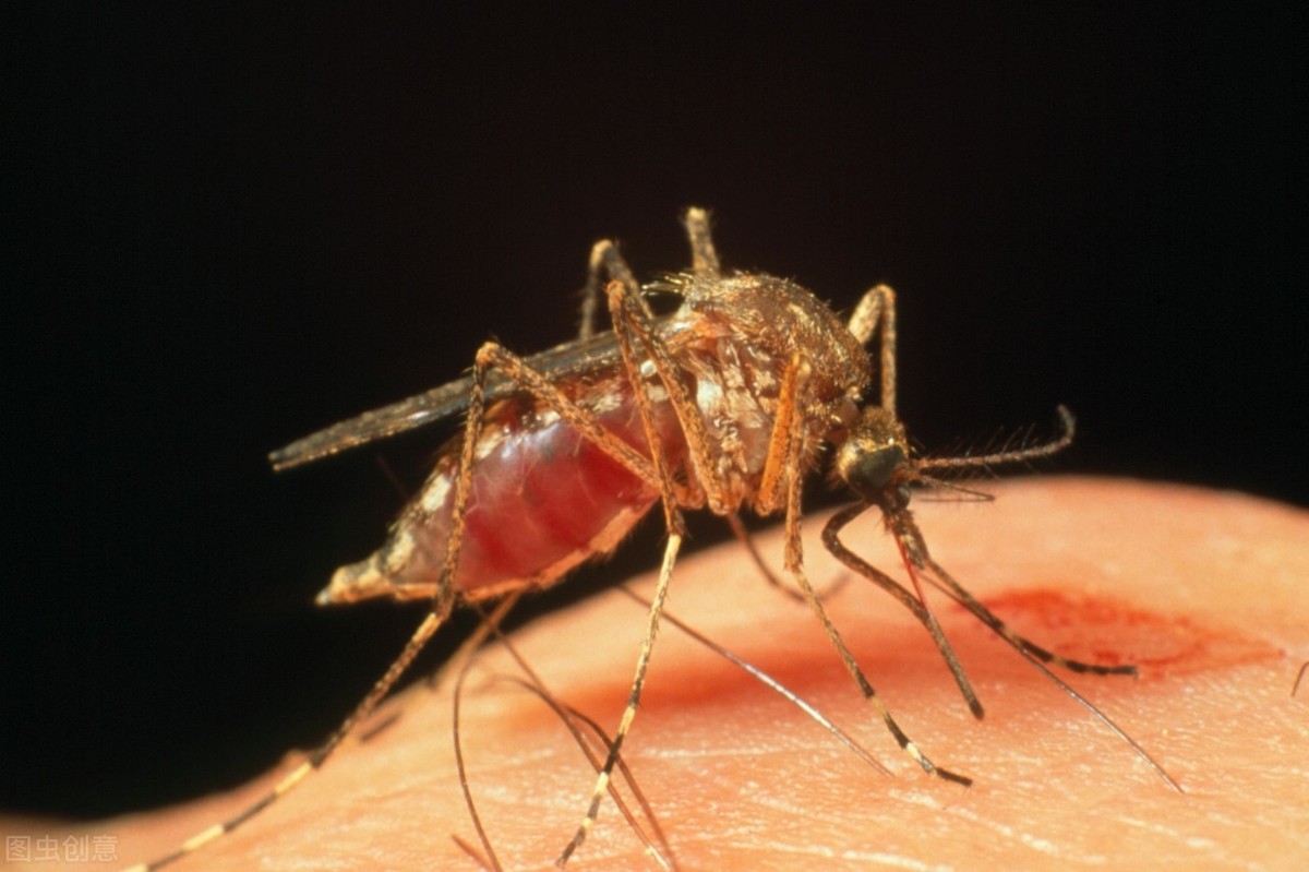 蚊子吸血 免费图片 - Public Domain Pictures