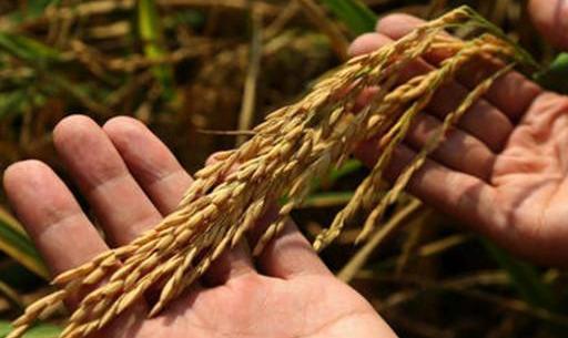 只有农民彻底放弃土地，国家才能更强大！