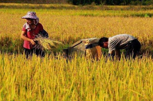 只有农民彻底放弃土地，国家才能更强大！