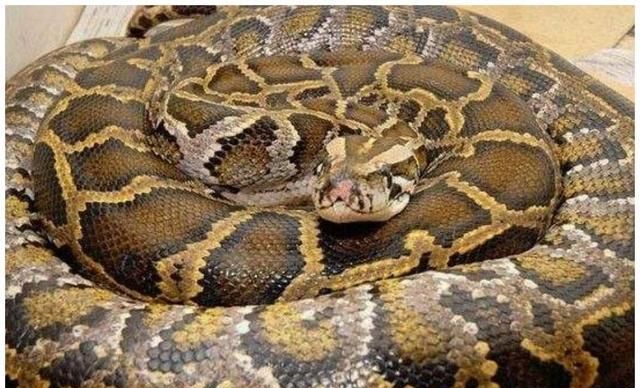 遭遇蟒蛇并被蛇吞，一把锋利的刀可以自救吗？...