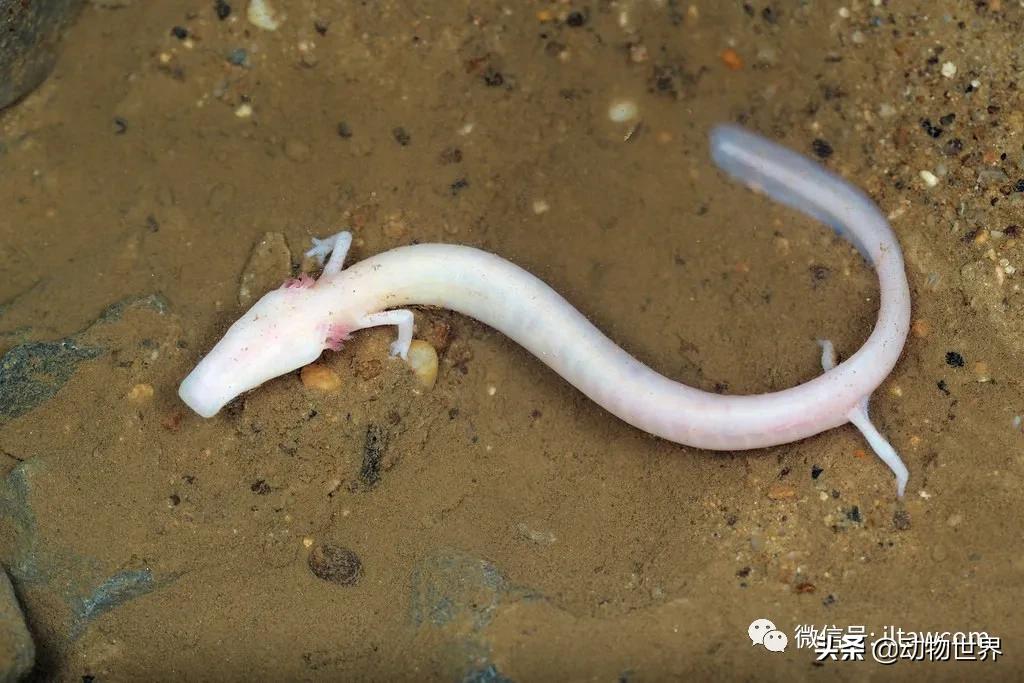 洞螈为何能活百年 七年不吃不动十二年才交配