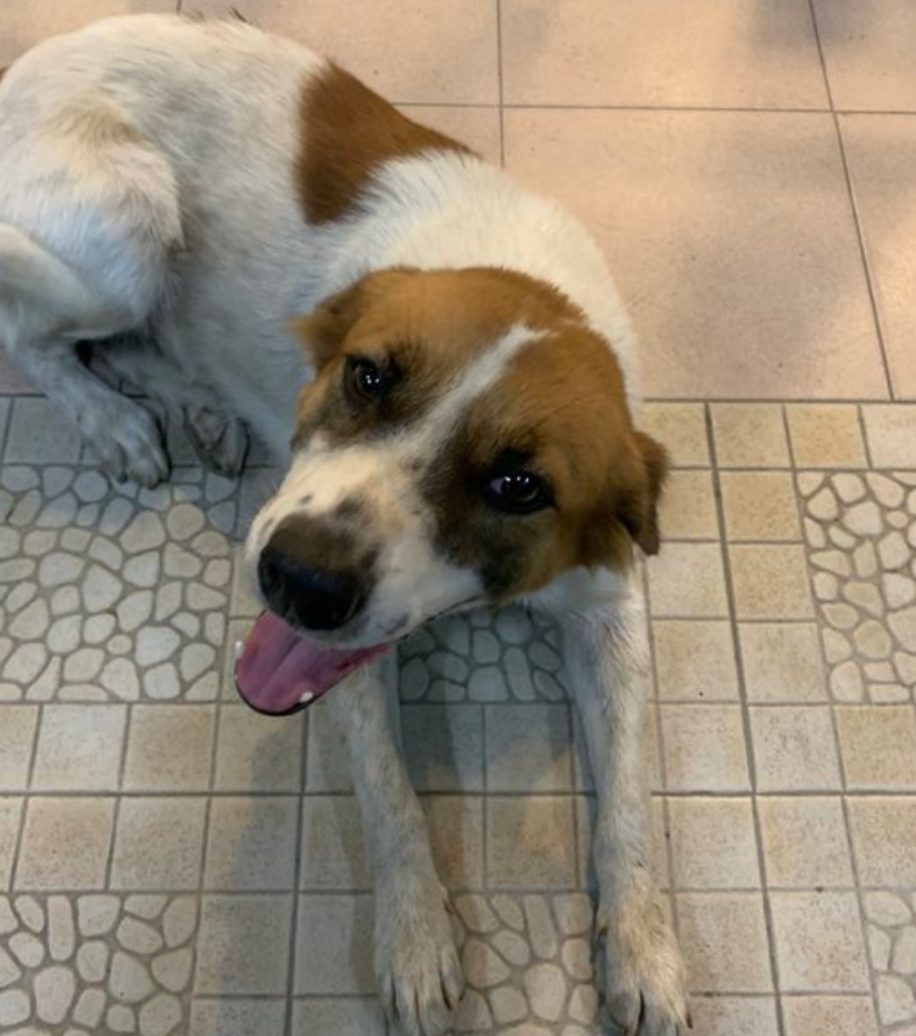 聪明狗狗排行榜_宠物狗智商排名边牧最聪明斗牛倒数第三阿富汗最傻