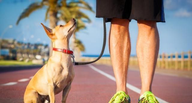 训犬小贴士 让你的狗更聪明 你值得拥有 训练 小贴士 主人 新浪新闻