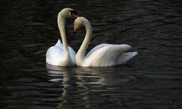 2020高校男女比例排名_99所高校2020本科专业新生数量排行,四川外国语大学