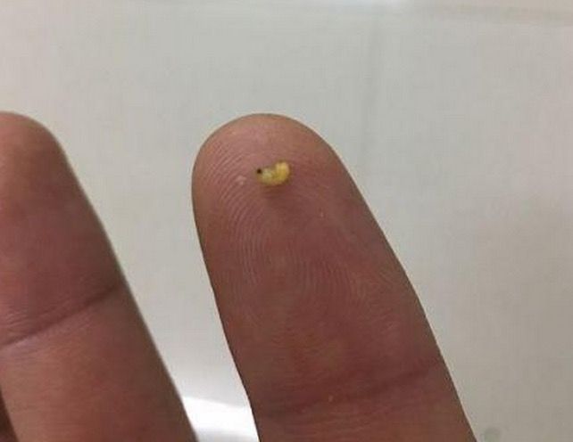 烟嘴排行_中国烟嘴收藏第一人白爱军与他的烟嘴收藏故事